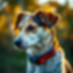 Exploring the Best Vibration Collars: A Comprehensive Guide Introduction