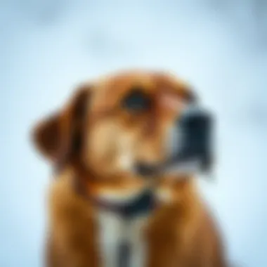 Notable Exploring the Best Vibration Collars: A Comprehensive Guide Notable Exploring the Best Vibration Collars: A Comprehensive Guide
