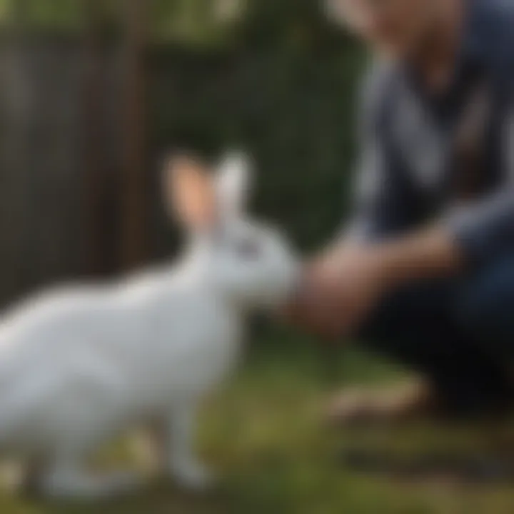 A pet owner enjoying time with their rabbit on a leash