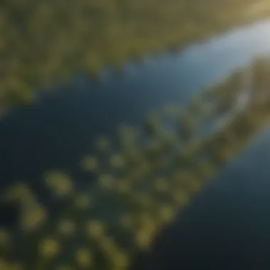 An aerial view of a river delta teeming with life and vibrant ecosystems