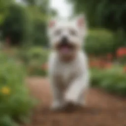 A joyful doodle dog playing in a lush garden