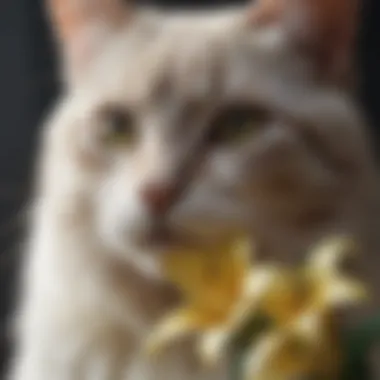 An infographic depicting the toxic effects of lilies on cats, with clear visual elements and concise information.