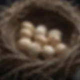 An intricately woven bird nest made from natural materials