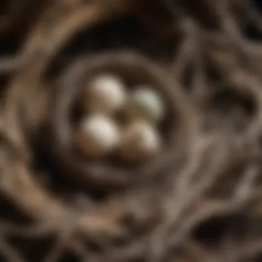 A close-up of various materials used in bird nest construction