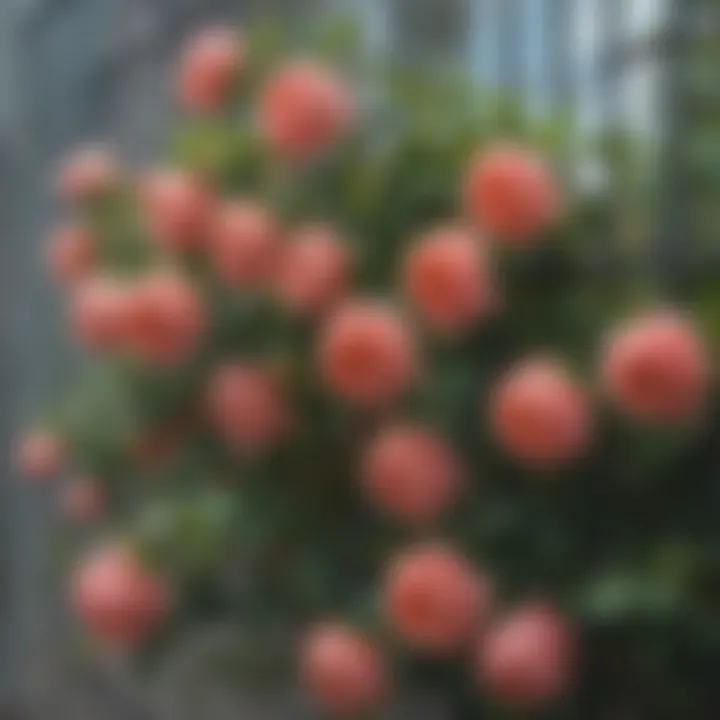 A close-up of climbing roses trained on a metal trellis, showcasing vibrant blooms.