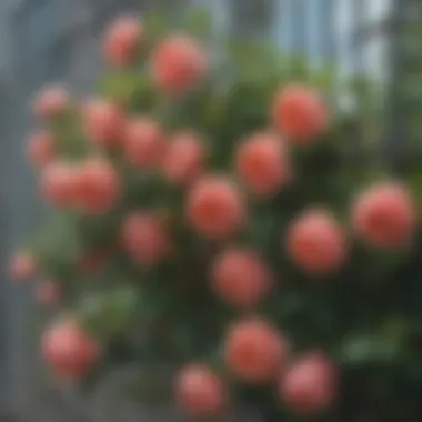 Vibrant Climbing Roses on Metal Trellis A close-up of climbing roses trained on a metal trellis, showcasing vibrant blooms.