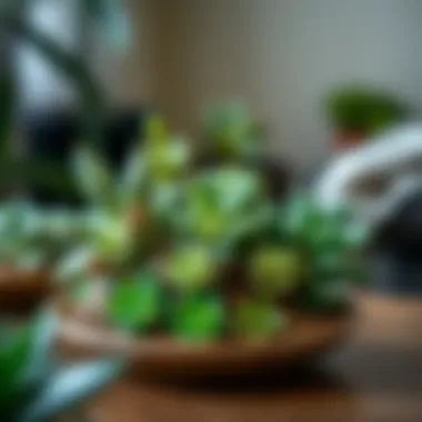 Artistic arrangement of jade succulents in various sizes and shapes, symbolizing diversity