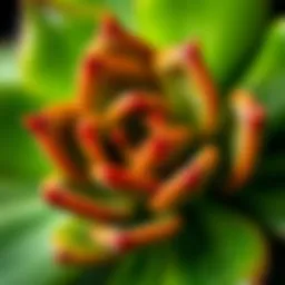 Close-up of jade succulent leaves showcasing their glossy texture and vibrant green color
