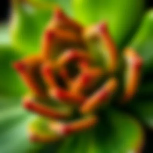 Close-up of jade succulent leaves showcasing their glossy texture and vibrant green color