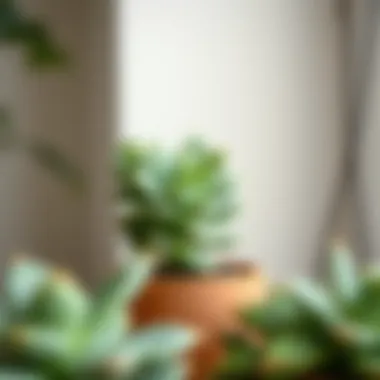 Jade succulent arranged in a modern pot, enhancing indoor decor aesthetic