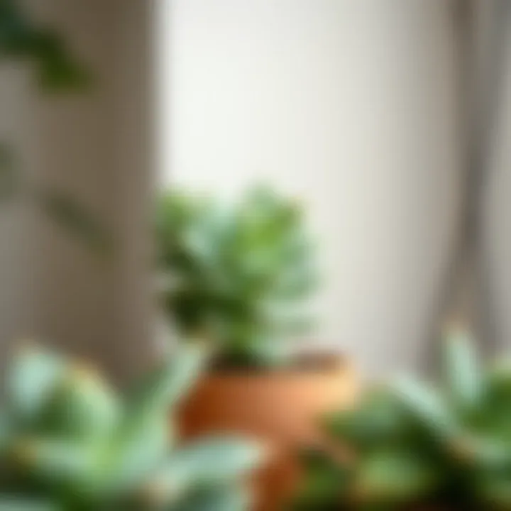 Jade succulent arranged in a modern pot, enhancing indoor decor aesthetic