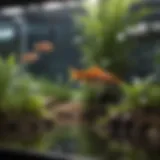 Close-up of a mini aquaponics kit showcasing plants and fish