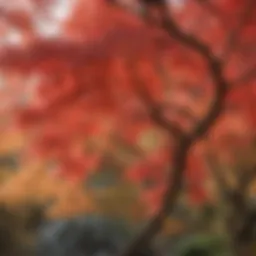 A stunning display of vibrant red Japanese maple leaves in autumn.