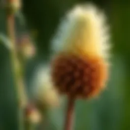Exploring the Native Plants of Nebraska Introduction