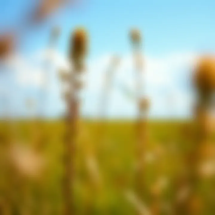 Notable Exploring the Native Plants of Nebraska