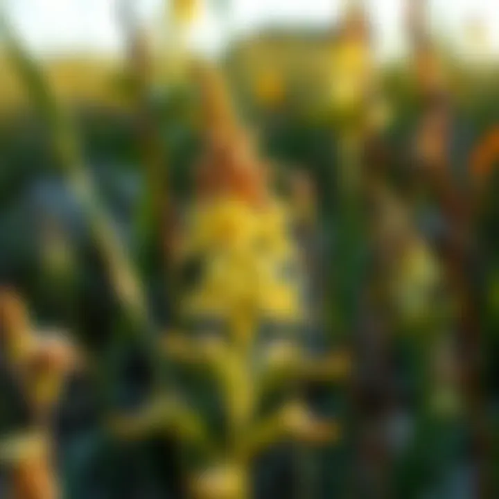 Exploring the Native Plants of Nebraska Summary