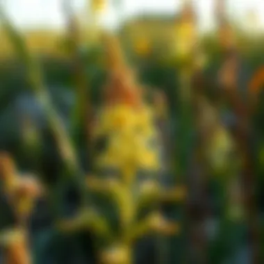 Exploring the Native Plants of Nebraska Summary Exploring the Native Plants of Nebraska Summary