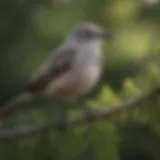 A mockingbird perched on a branch with vivid foliage