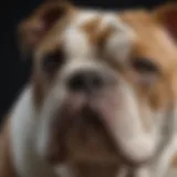 Close-up of an Old English Bulldog's distinctive facial features