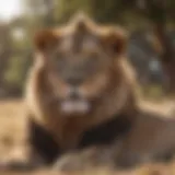 Majestic lion resting in the savannah