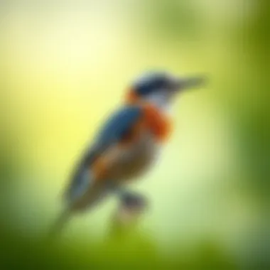 Educating for Conservation Awareness Educational content within the Seek Bird app promoting conservation