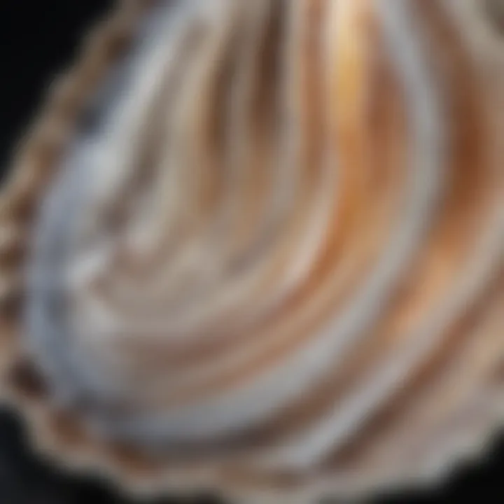 Macro shot of an oyster shell highlighting its intricate textures and patterns.