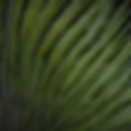 Close-up view of Seiko palm tree leaves showcasing their unique texture