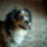 Exploring Uncommon Pet Names: A Unique Approach to Naming Your Animal Companions Introduction