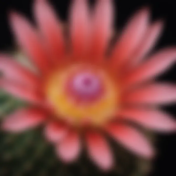 A close-up of a cactus flower revealing its stunning details