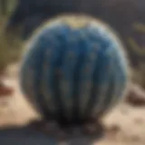 A rare blue cactus species showcasing its vibrant color