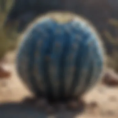 A rare blue cactus species showcasing its vibrant color