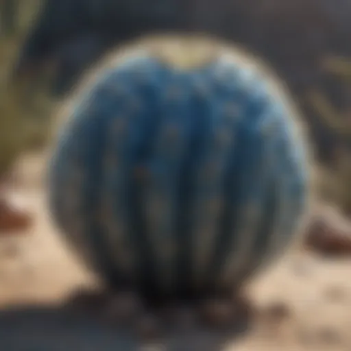 A rare blue cactus species showcasing its vibrant color