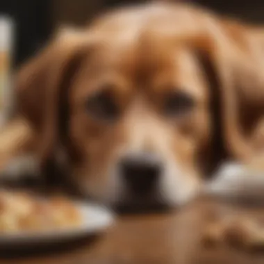 Signs of Satiety in Dogs An adult dog resting contentedly after a meal, illustrating signs of satiety.