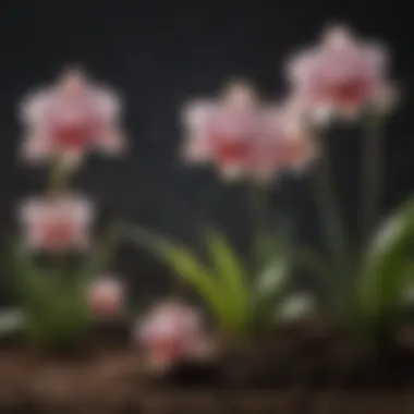 Choosing the Right Fertilizer An arrangement of various fertilizers suitable for Cymbidium orchids
