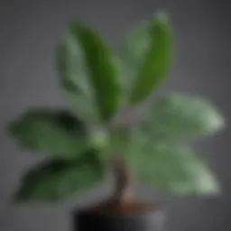 Lush green fig leaf plant showcasing its distinct foliage