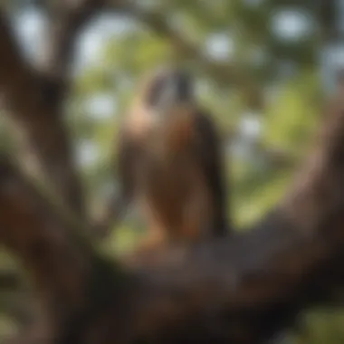 Nesting Falcon in Florida A falcon nesting in a tree, highlighting its breeding habits and habitat preferences.