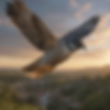 Peregrine Falcon in Flight A graceful peregrine falcon soaring high above the Florida landscape.
