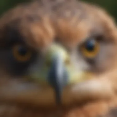 Keen Eyes of a Hawk A close-up of a hawk's keen eyes, illustrating its sharp vision and hunting prowess.