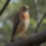 A majestic red-shouldered hawk perched on a tree branch in its natural habitat.