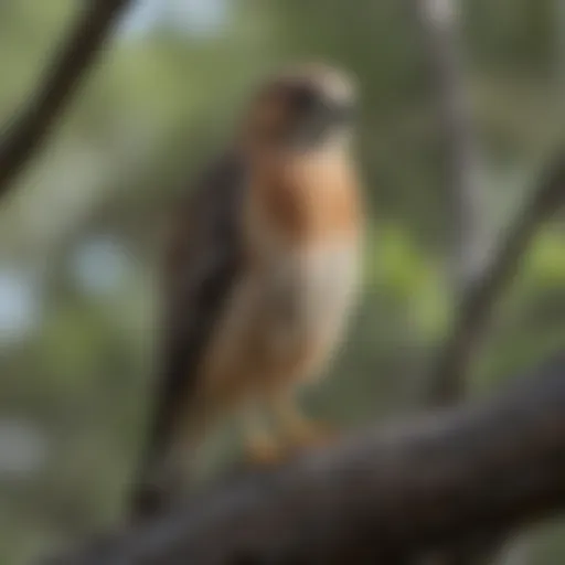 A majestic red-shouldered hawk perched on a tree branch in its natural habitat.