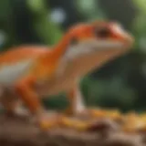 Nutritional profile of gecko multivitamins