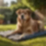 Large dog resting on a cooling mat in a sunny garden