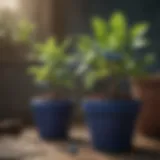Vibrant blueberry plants in decorative pots