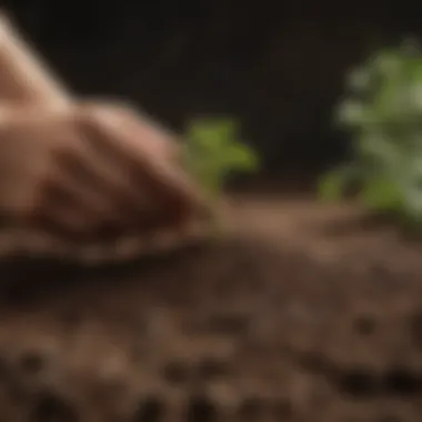 Healthy soil mixture for growing peas