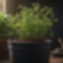Lush pea plants growing in a pot