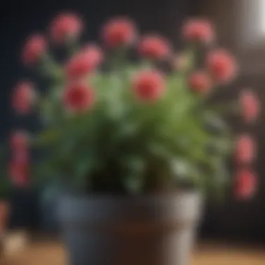 Close-up of a healthy flowering plant thriving in a compact pot.