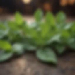 Freshly harvested mint leaves known for their rat-repelling properties