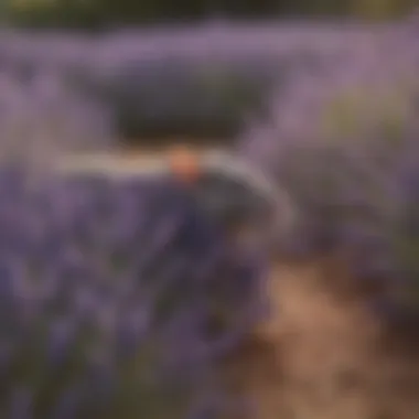 A close-up of lavender flowers, renowned for their aromatic qualities