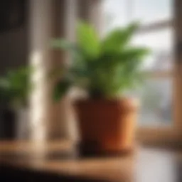 Vibrant potted plants basking in sunlight