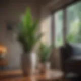 A vibrant snake plant in a modern living room